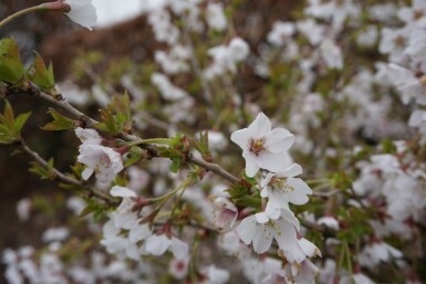 Prunus incisa 'Kojou No Mai' C10 40-50