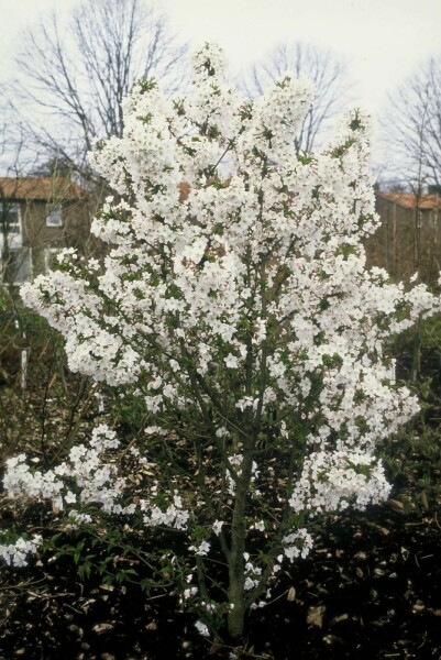 Prunus nipponica 'Brillant' C12 100-125