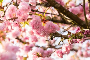 Prunus serrulata 'Kanzan' C12 100-125