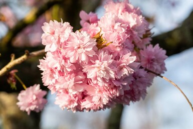 Prunus serrulata 'Kanzan' C12 100-125