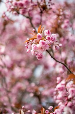 Prunus serrulata 'Kanzan' C12 100-125