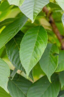 Prunus serrulata 'Kanzan' C12 100-125