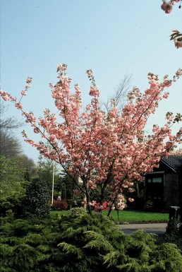 Prunus serrulata 'Kanzan' C12 100-125