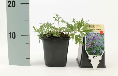 Pulsatilla vulgaris Backsippa 5-10 i kruka P9 Pulsatilla vulgaris