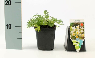 Pulsatilla vulgaris 'Alba' Backsippa 5-10 i kruka P9 Pulsatilla vulgaris 'Alba'