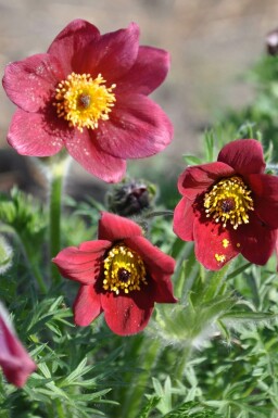 Pulsatilla vulgaris 'Rubra' Backsippa 5-10 i kruka P9 Pulsatilla vulgaris 'Rubra'