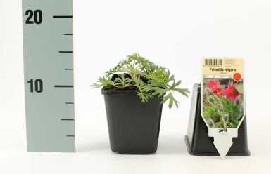 Pulsatilla vulgaris 'Rubra' Backsippa 5-10 i kruka P9 Pulsatilla vulgaris 'Rubra'