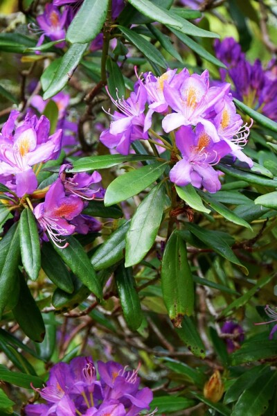 Rhododendron 'Blue Silver' C2 15-20