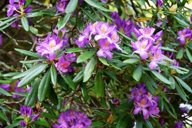 Rhododendron 'Blue Silver' C2 15-20