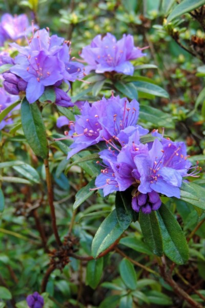 Rhododendron 'Blue Tit' C2 15-20