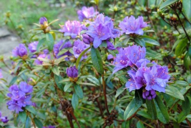 Rhododendron 'Blue Tit' C2 15-20