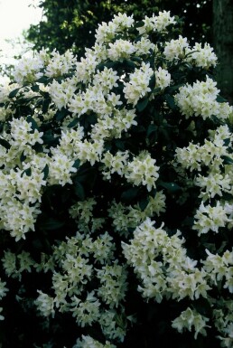 Rhododendron 'Cunningham's White' C12 60-80