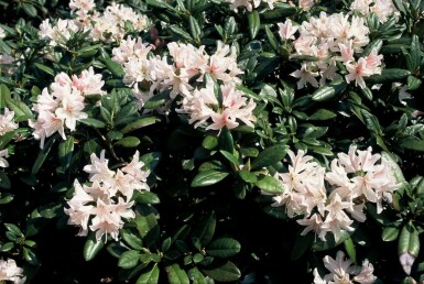 Rhododendron 'Cunningham's White' C12 60-80