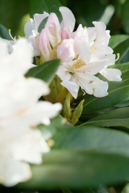 Rhododendron 'Cunningham's White' C12 60-80