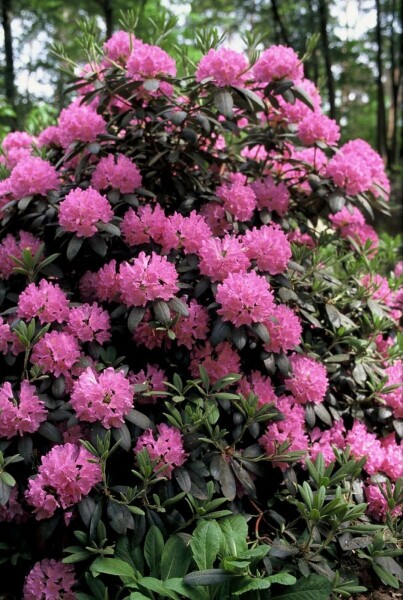Rhododendron 'Roseum Elegans' C10 60-80