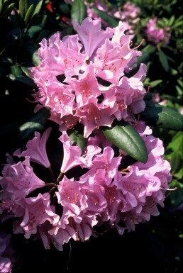 Rhododendron 'Roseum Elegans' C10 60-80