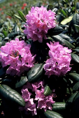 Rhododendron 'Roseum Elegans' C10 60-80