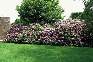 Rhododendron 'Roseum Elegans' C10 60-80
