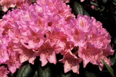 Rhododendron 'Roseum Elegans' C10 60-80