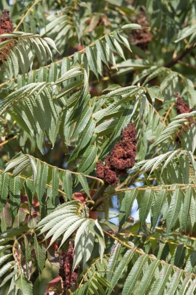 Rhus typhina 'Dissecta' C12 100-125