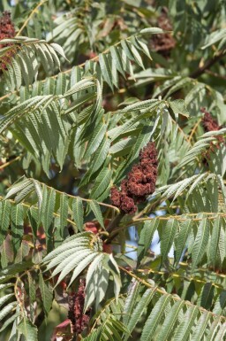 Rhus typhina 'Dissecta' C12 100-125