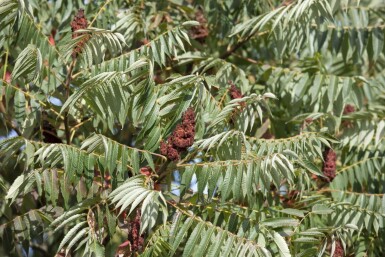 Rhus typhina 'Dissecta' C12 100-125