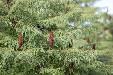 Rhus typhina 'Dissecta' C12 100-125