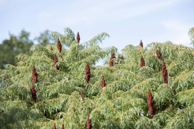 Rhus typhina 'Dissecta' C12 100-125