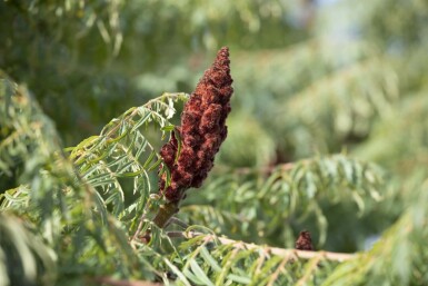 Rhus typhina 'Dissecta' C12 100-125