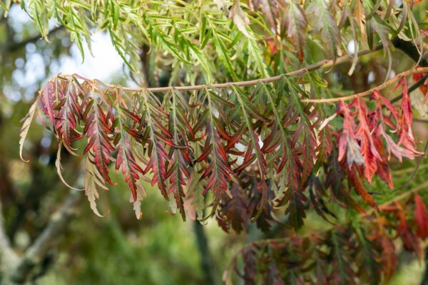 Rhus typhina 'Tiger Eyes' C12 60-80
