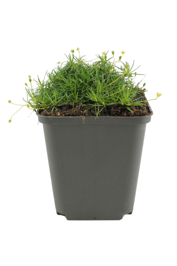 Sagina subulata Sylnarv 5-10 i kruka P9 Sagina subulata