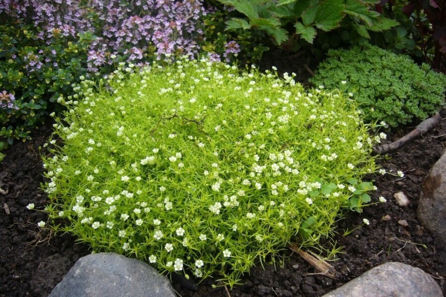 Sagina subulata Sylnarv 5-10 i kruka P9 Sagina subulata