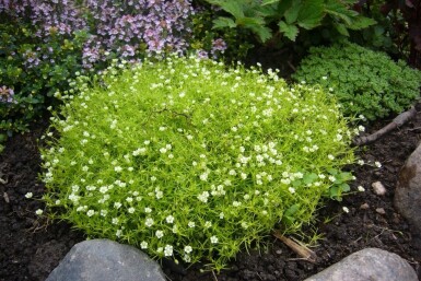 Sagina subulata Sylnarv 5-10 i kruka P9 Sagina subulata