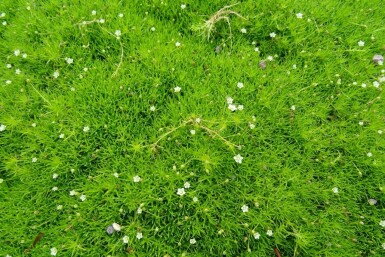 Sagina subulata Sylnarv 5-10 i kruka P9 Sagina subulata