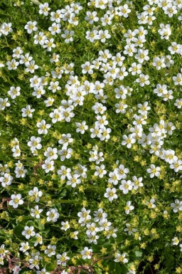 Sagina subulata Sylnarv 5-10 i kruka P9 Sagina subulata