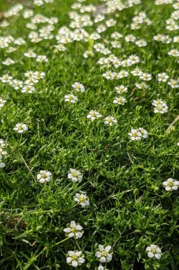 Sagina subulata Sylnarv 5-10 i kruka P9 Sagina subulata