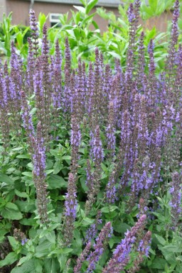 Salvia nemorosa 'Blaukonigin' StÀppsalvia 5-10 i kruka P9 Salvia nemorosa 'Blaukonigin'