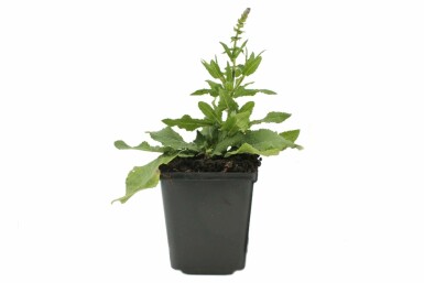 Salvia nemorosa 'Blaukonigin' StÀppsalvia 5-10 i kruka P9 Salvia nemorosa 'Blaukonigin'