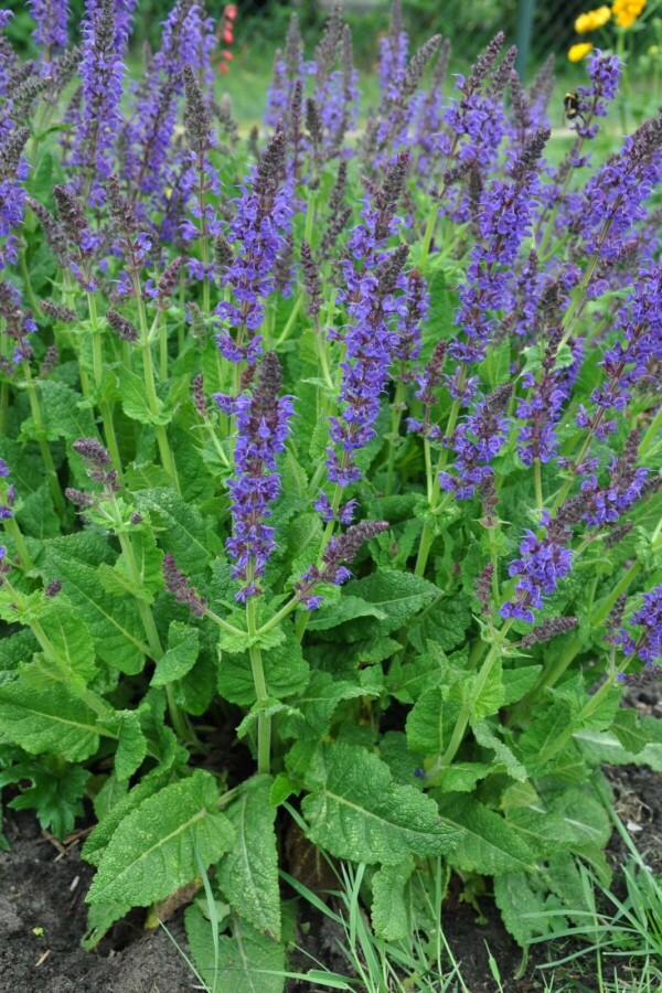 Salvia nemorosa 'Mainacht' Stäppsalvia 5-10 i kruka P9 Salvia nemorosa 'Mainacht'