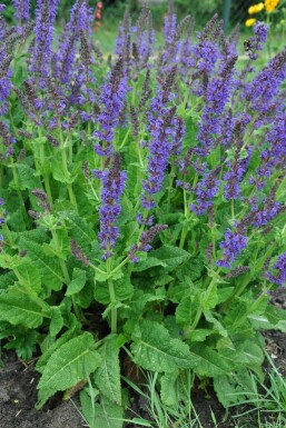 Salvia nemorosa 'Mainacht' Stäppsalvia 5-10 i kruka P9 Salvia nemorosa 'Mainacht'