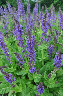 Salvia nemorosa 'Mainacht' Stäppsalvia 5-10 i kruka P9 Salvia nemorosa 'Mainacht'