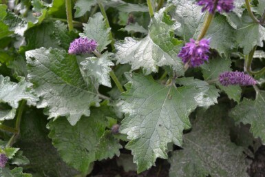 Salvia verticillata 'Purple Rain' Kranssalvia 5-10 i kruka P9 Salvia verticillata 'Purple Rain'