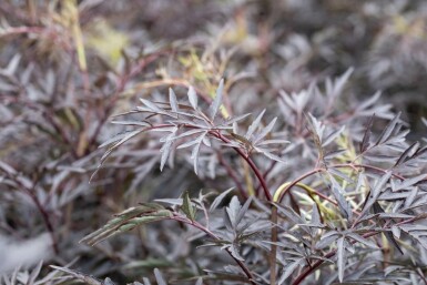 Sambucus nigra 'Black Lace' C10 30-40