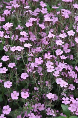 Saponaria ocymoides Liten såpnejlika 5-10 i kruka P9 Saponaria ocymoides