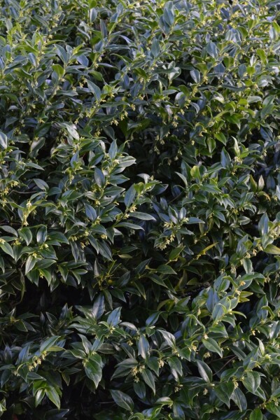 Sarcococca confusa C10 30-40