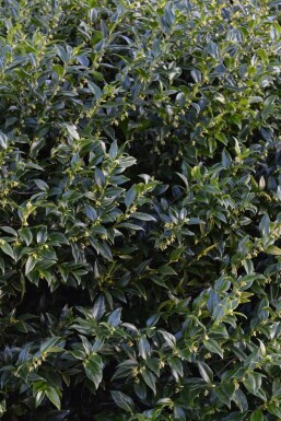Sarcococca confusa C2 20-30