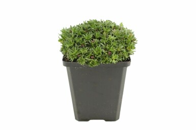 Saxifraga 'Peter Pan' Bräckor 5-10 i kruka P9 Saxifraga 'Peter Pan'