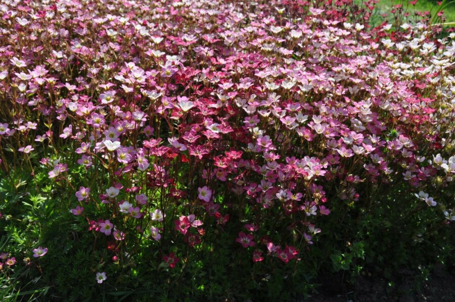 Saxifraga × arendsii 'Purpurteppich' Rosenbräcka 5-10 i kruka P9 Saxifraga × arendsii 'Purpurteppich'