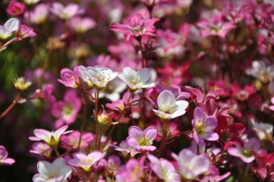 Saxifraga × arendsii 'Purpurteppich' Rosenbräcka 5-10 i kruka P9 Saxifraga × arendsii 'Purpurteppich'