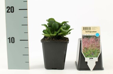 Saxifraga × urbium Porslinsbräcka 5-10 i kruka P9 Saxifraga × urbium